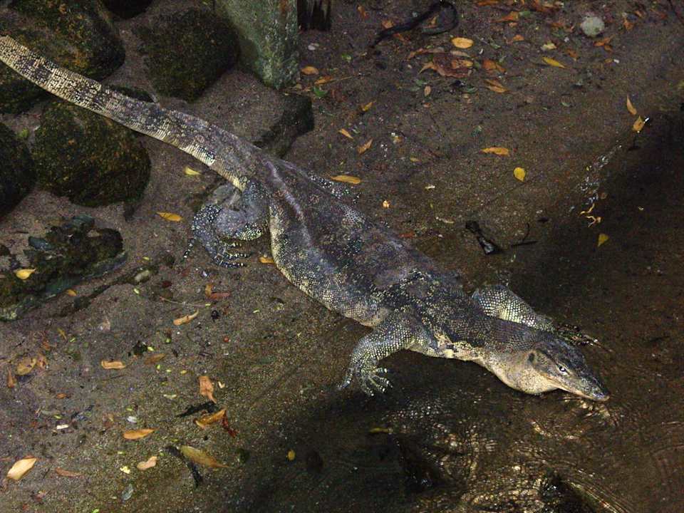 Besucher Nazri's Place & Nazri Beach Cabanas