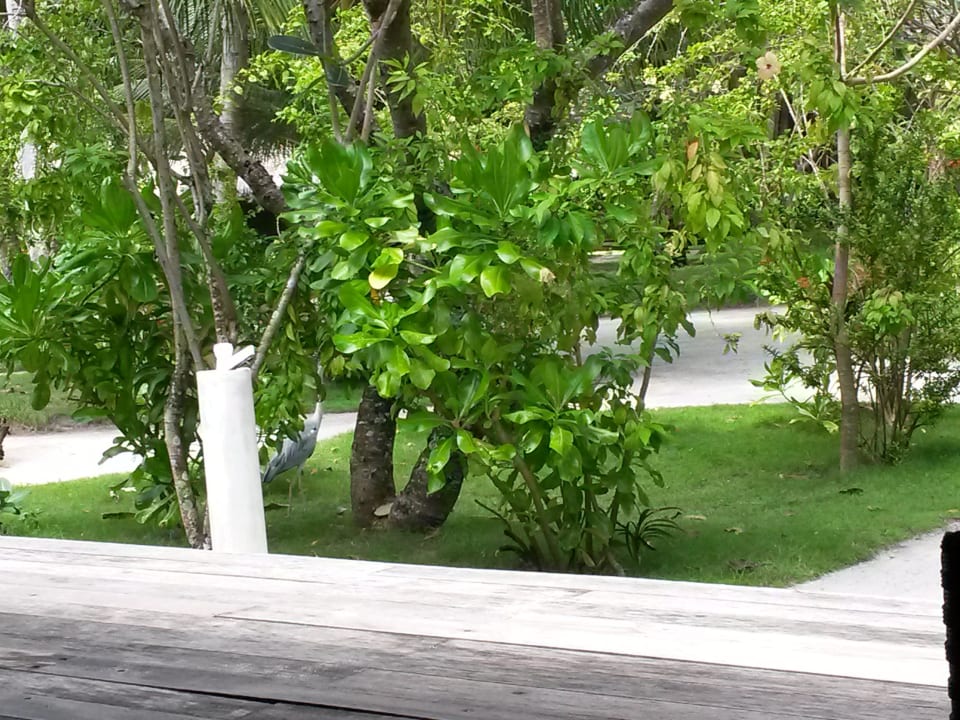 Blick aus dem Zimmer  Kuramathi Maldives