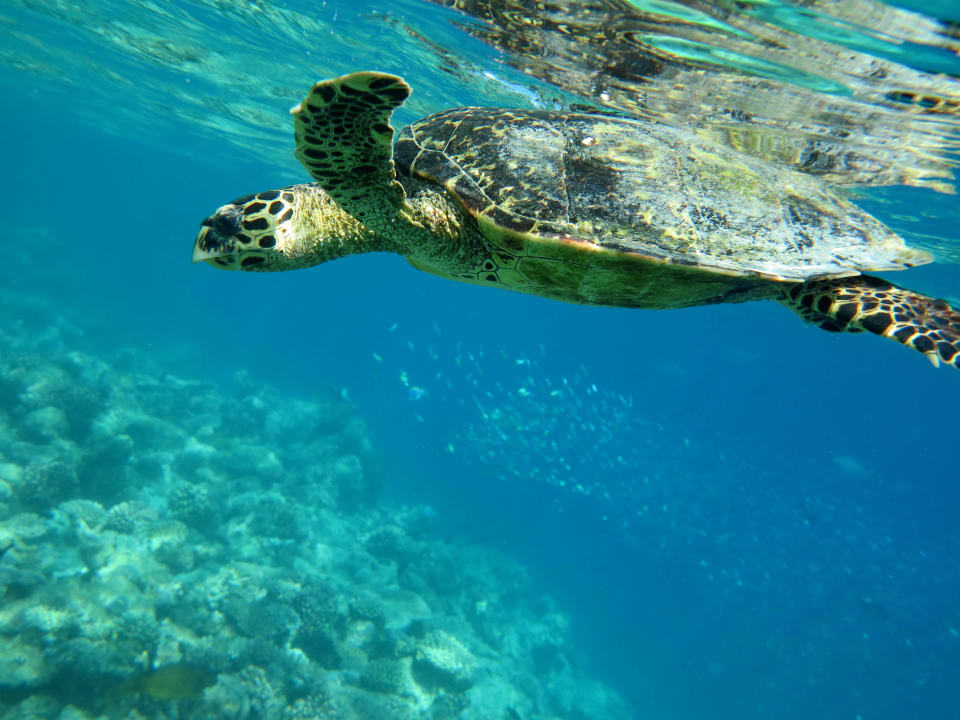 Schildi Diamonds Thudufushi