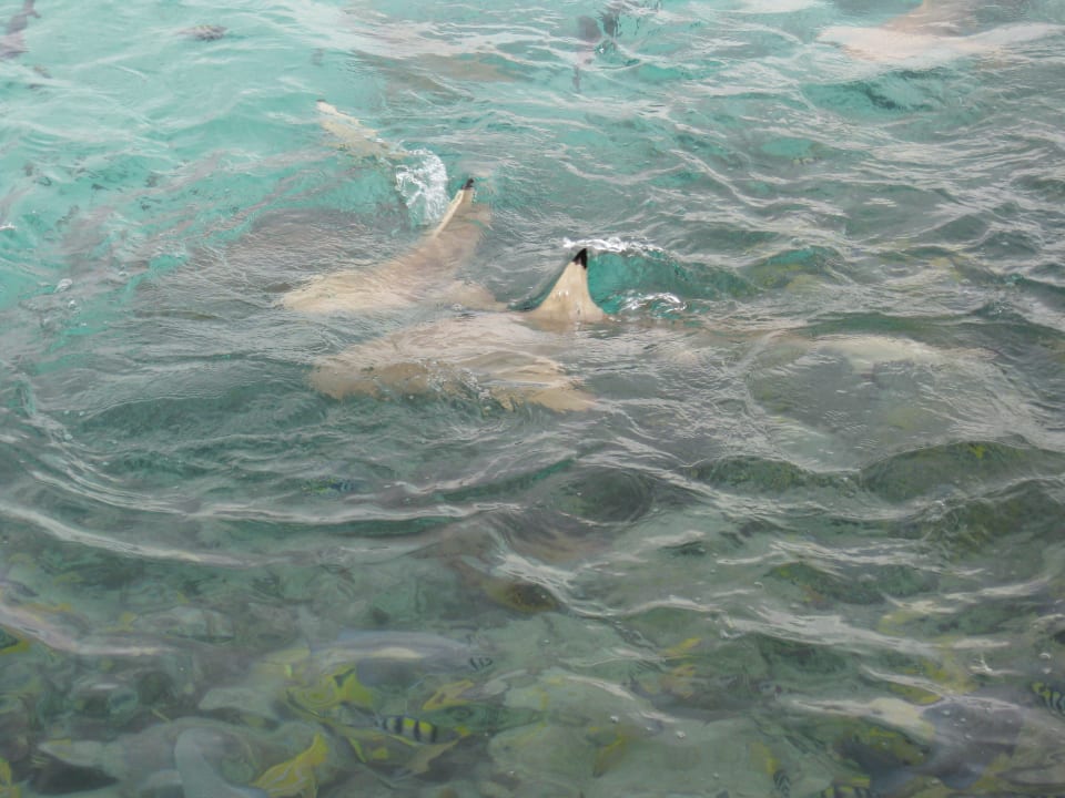 Kleiner Hai mit Freundin  Summer Island Maldives