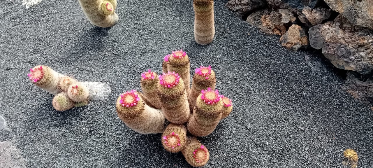 Gartenanlage Hipotels La Geria