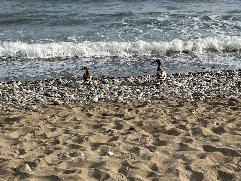 Strand Akra Fethiye The Residence Tui Blue Sensatori