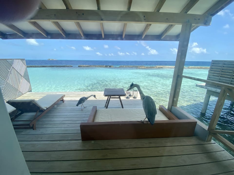 Zimmer Ellaidhoo Maldives by Cinnamon