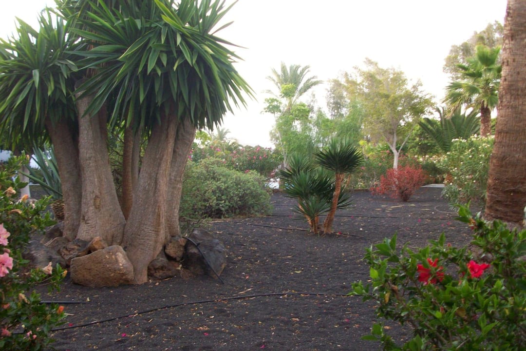 Appartement mit Gartenblick allsun App.-Hotel Albatros