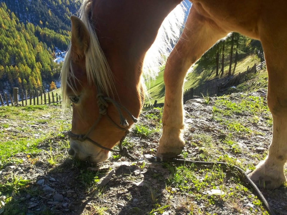 Pferde Beim Gruber - Urlaub auf dem Bauernhof