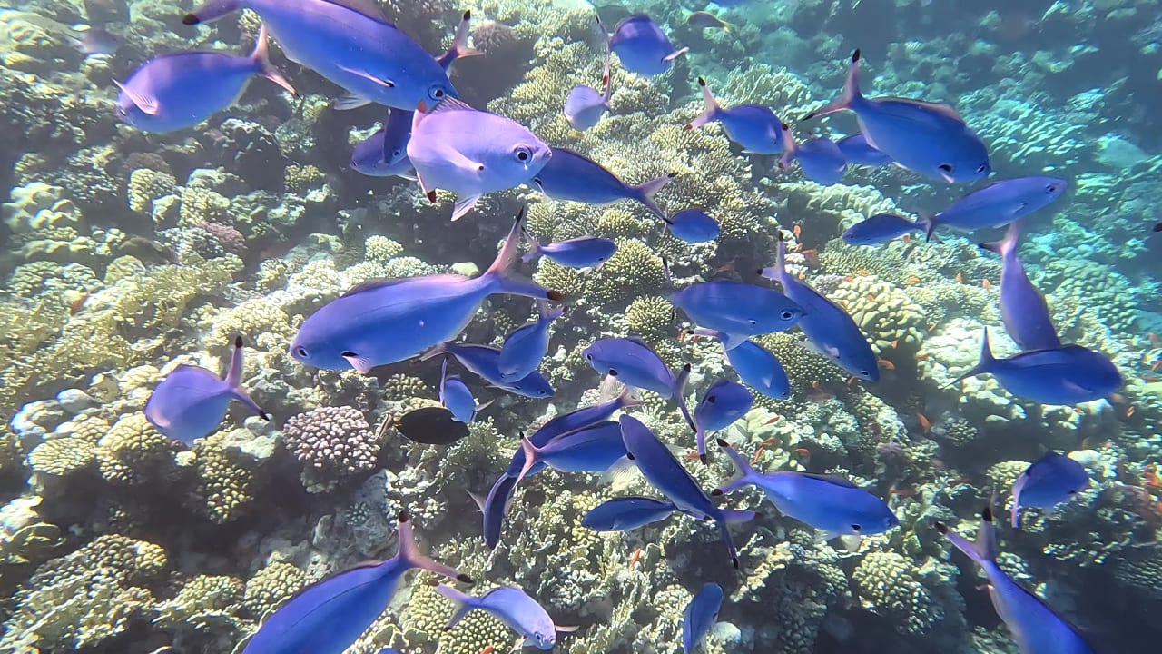 Strand Pickalbatros Sands Hotel - Port Ghalib