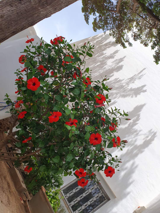 Gartenanlage La Santa Maria Hotel