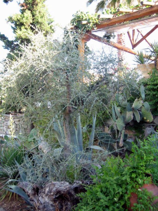 Gartenanlage Hotel Geranion Village