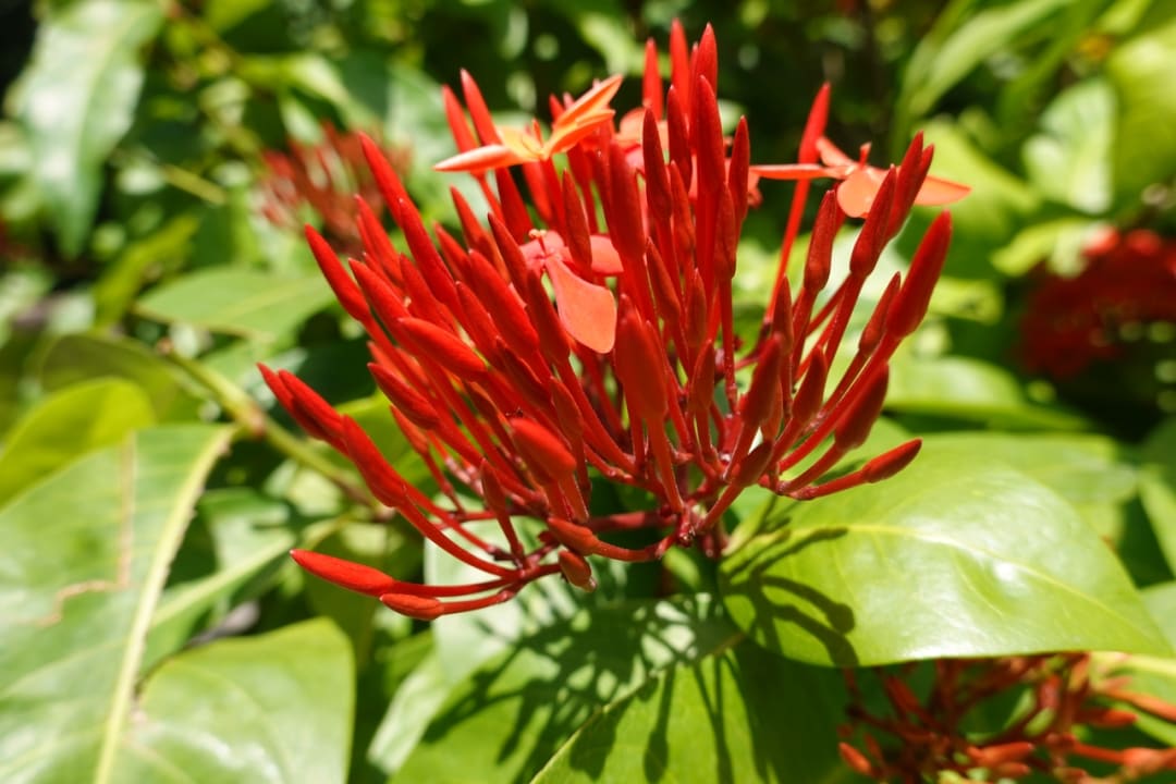 Gartenanlage Zuri Zanzibar Hotel & Resort