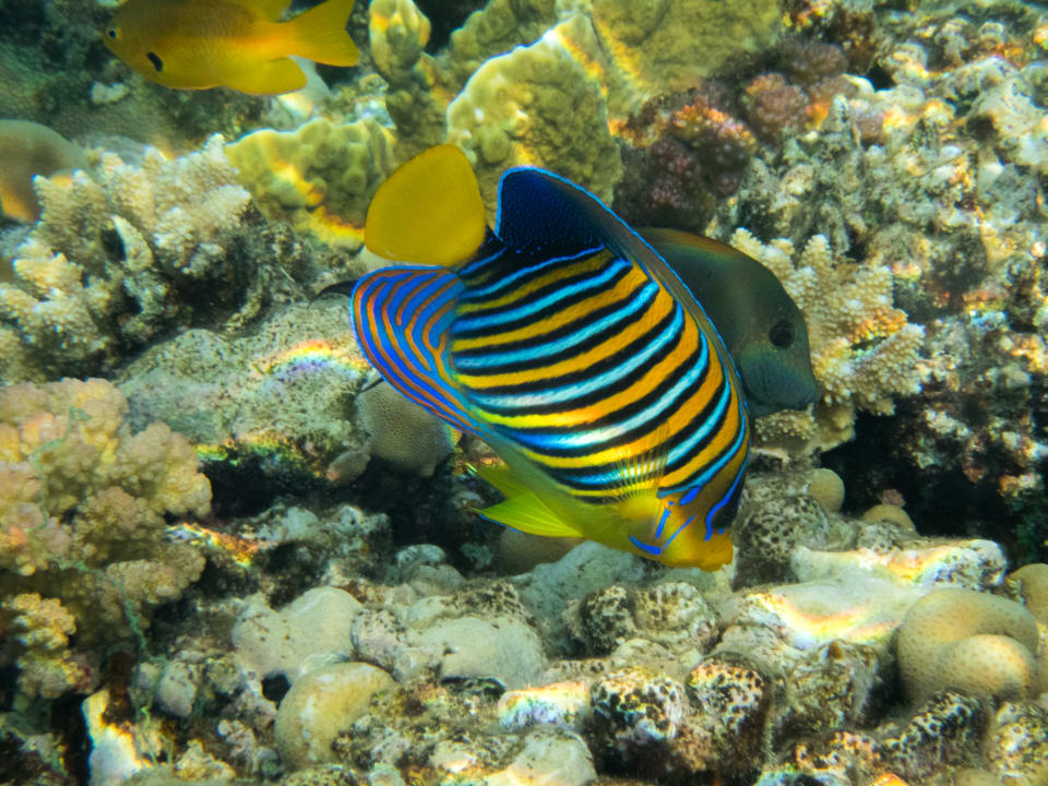 Sport & Freizeit Steigenberger Coraya Beach - Adults only