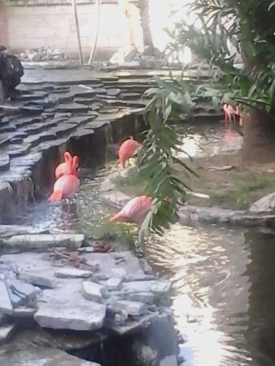 Flamingos in der Anlage Villas Bavaro Resort & Spa