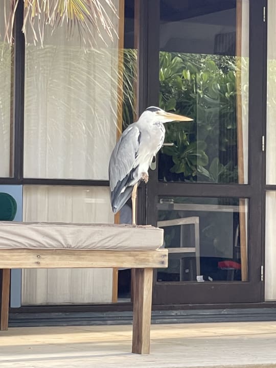 Zimmer Kuredu Island Resort & Spa