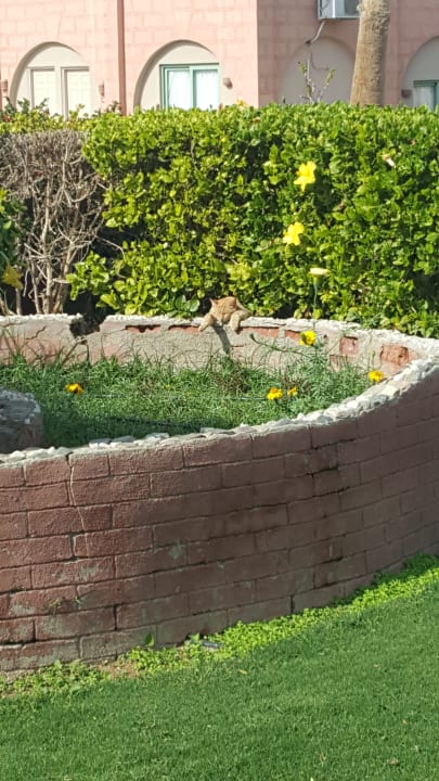 Gartenanlage Sentido Akassia Beach