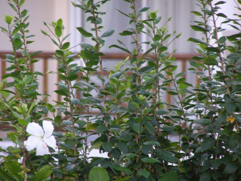 Blumen der Hotelanlage Le Peninsula Bay Beach Resort & Spa