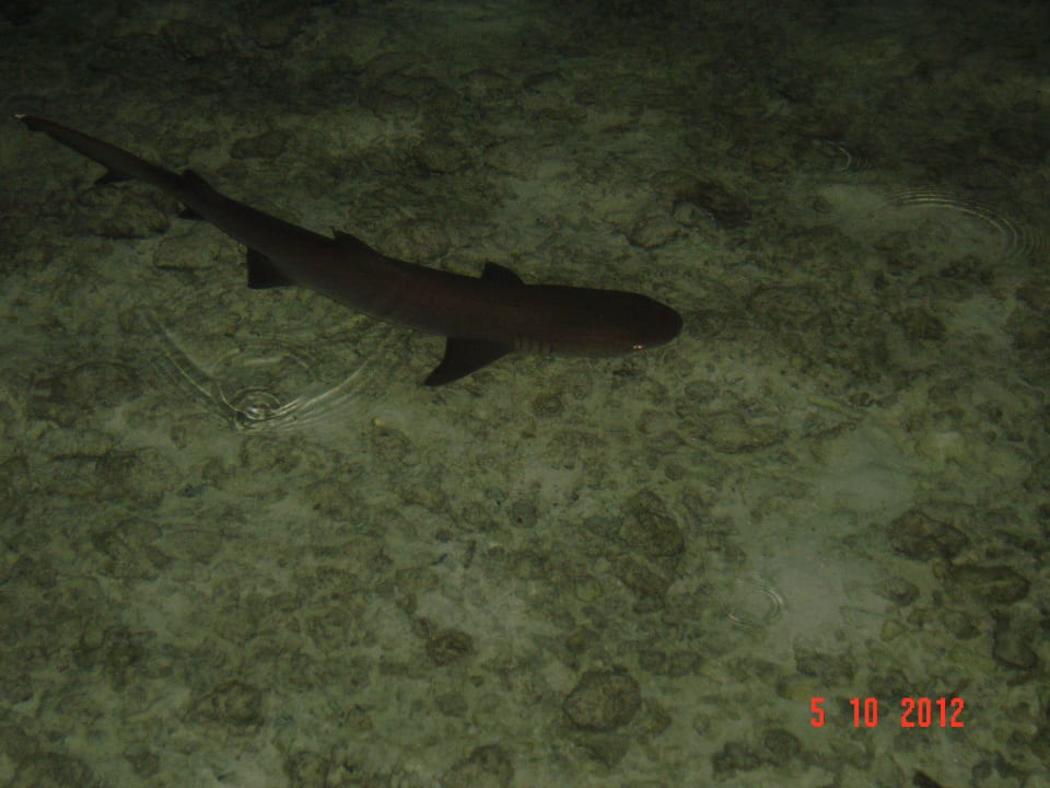 White tip shark am Strand Adaaran Club Rannalhi - All Inclusive