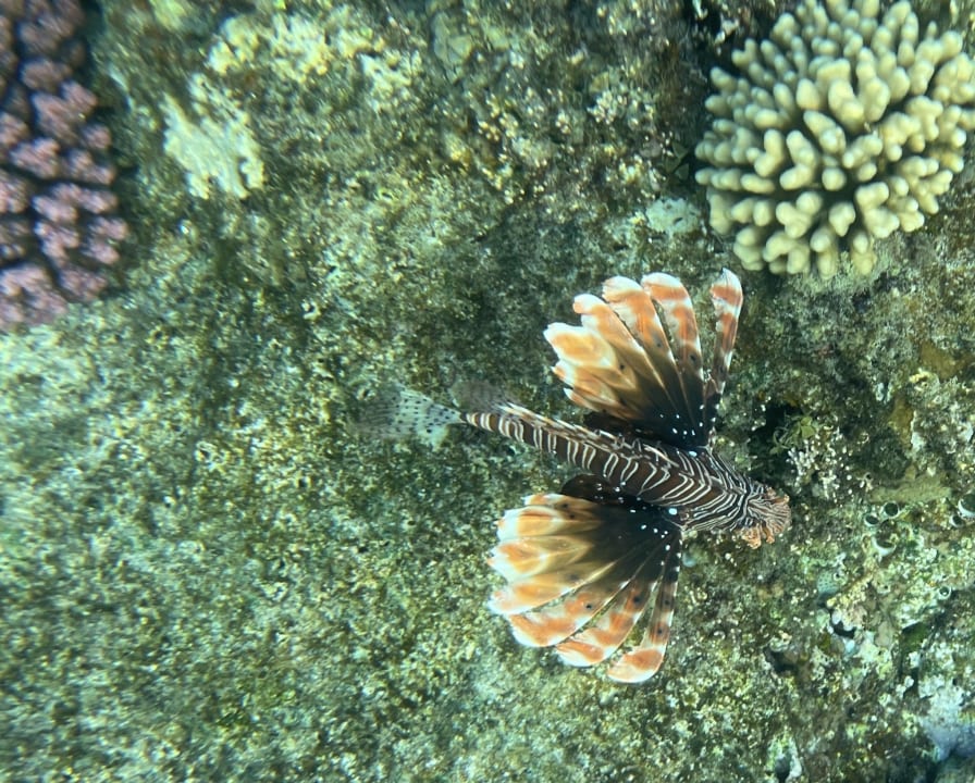 Gartenanlage Jaz Solaya