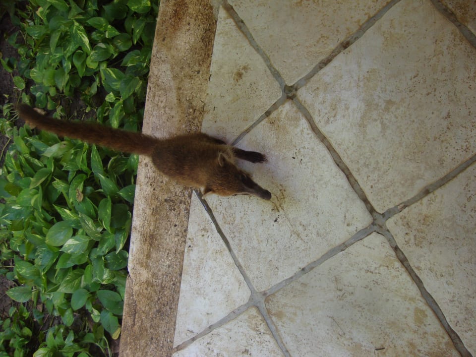 Hotel Catalonia Playa Maroma Catalonia Playa Maroma