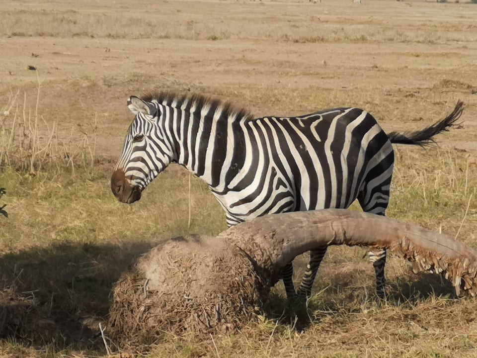 Sport & Freizeit Diani Sea Resort