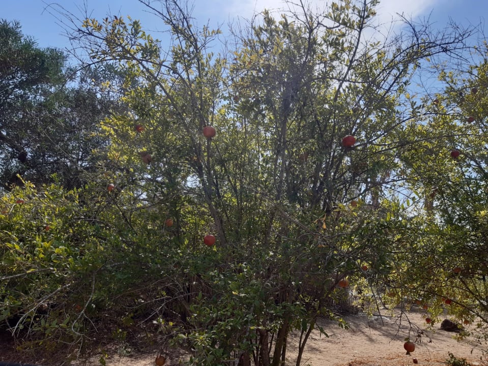 Gartenanlage Asteria Family Belek