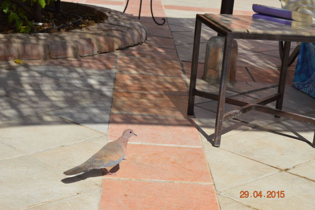 Местные птицы  Jaz Makadi Oasis Resort