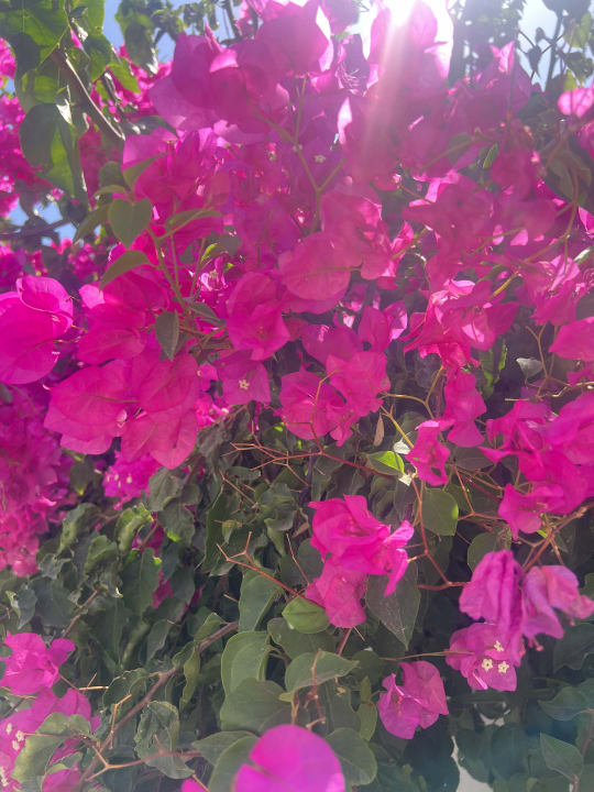 Gartenanlage Hotel Royal Nozha