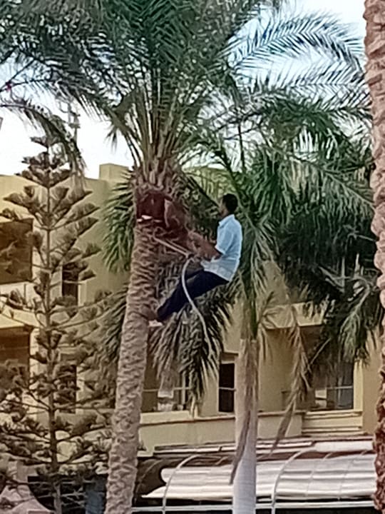 Gartenanlage Palm Beach Resort