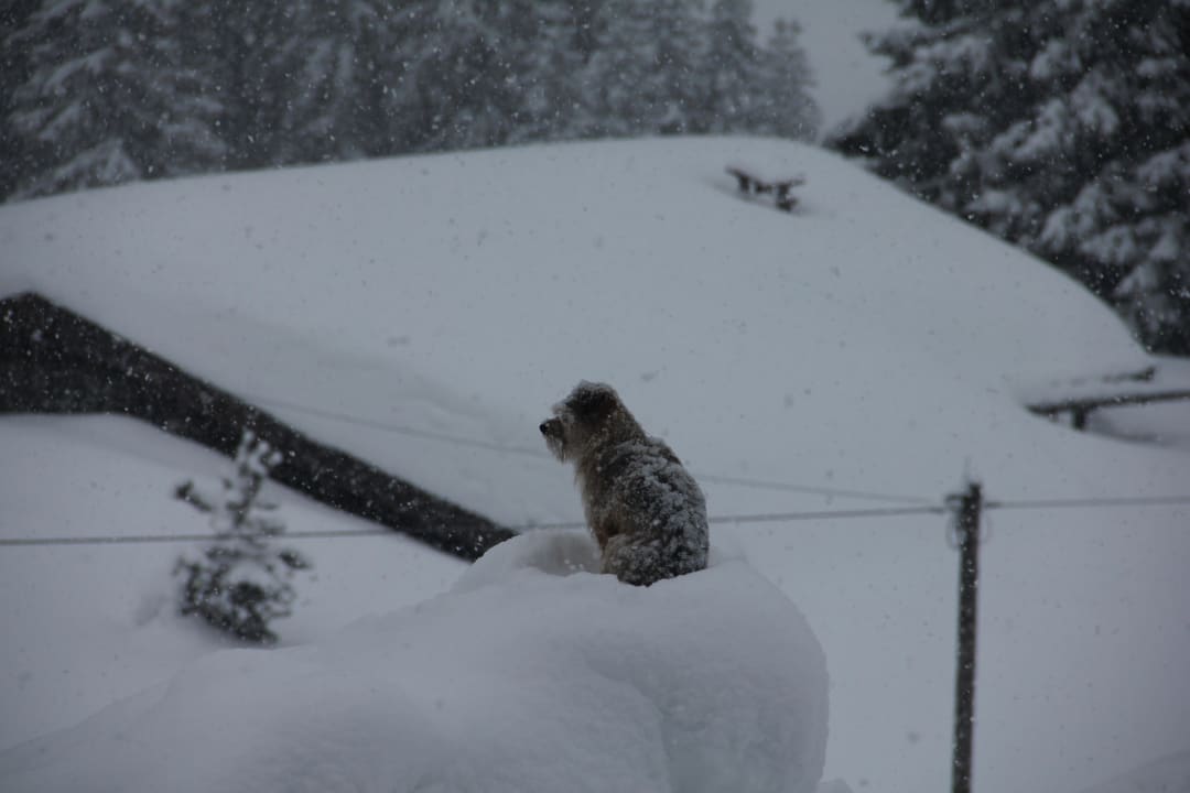 Hier wacht der Hund im Schneesturm Hotel Winklmoosalm - das Original