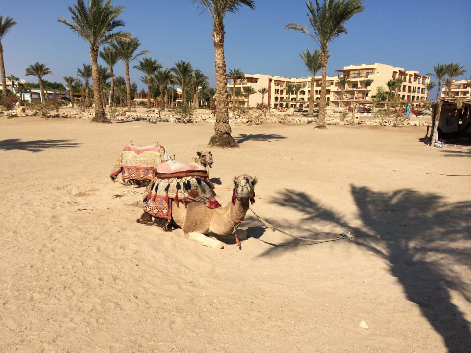 Kamele am Hotelstrand ROBINSON SOMA BAY