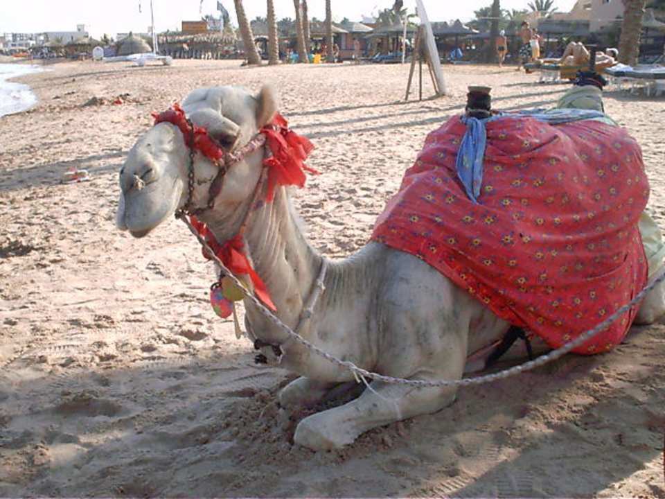 Chameau à la plage Giftun Azur Resort