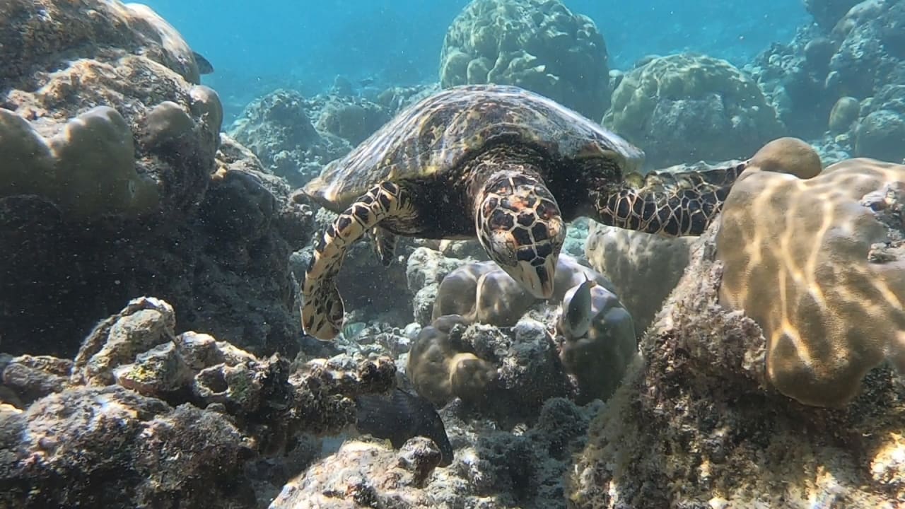 Sport & Freizeit NH Collection Maldives Reethi Resort