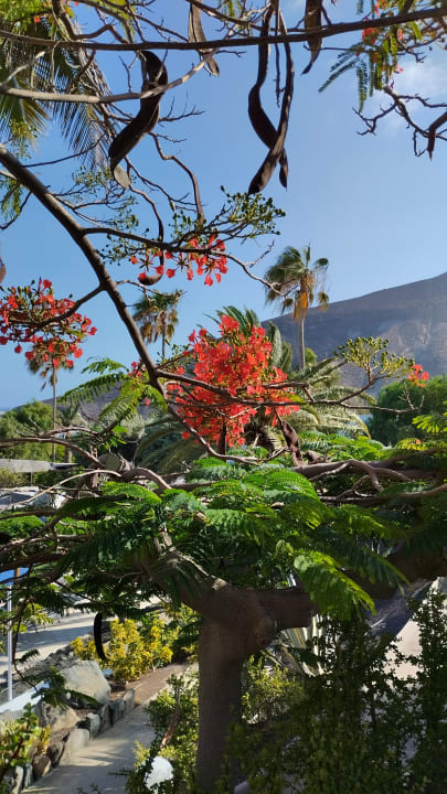 Gartenanlage allsun App.-Hotel Esquinzo Beach