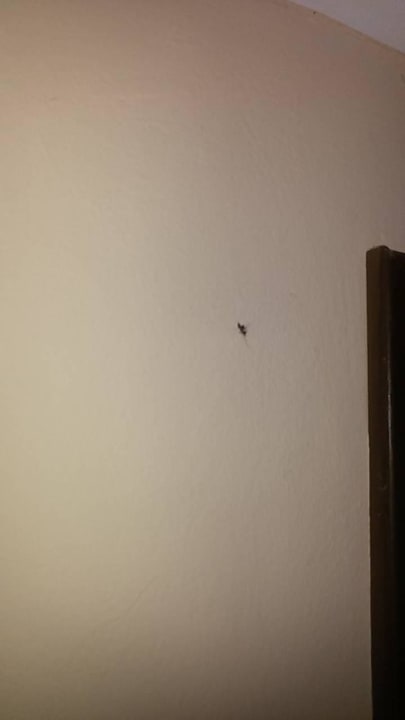 14 Tage tote Mücke an der Wand im Flur Hotel Riu Touareg