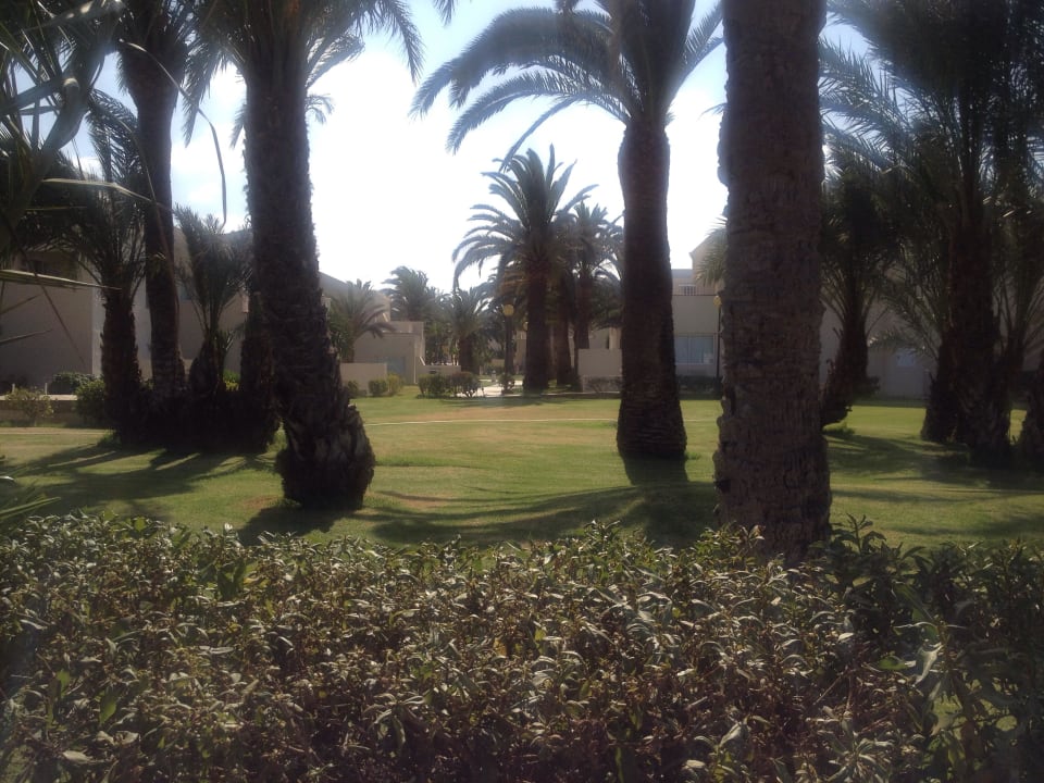 Palmen Hotel Riu Oliva Beach - Hotel