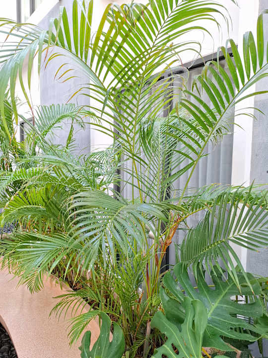 Gartenanlage ASAI Bangkok Chinatown