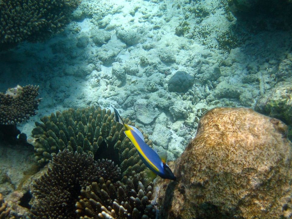 "Dori" Fisch bei der Arbeit Summer Island Maldives