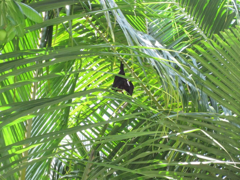 Flughund Kuredu Island Resort & Spa