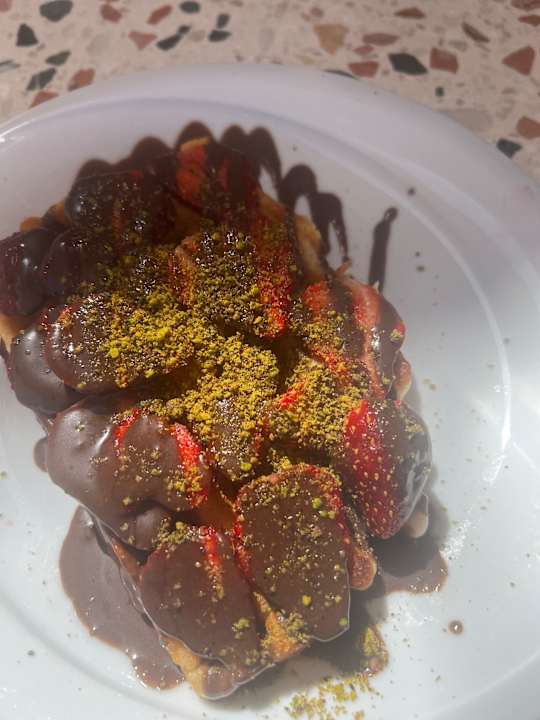 Gastro Seashell Vega