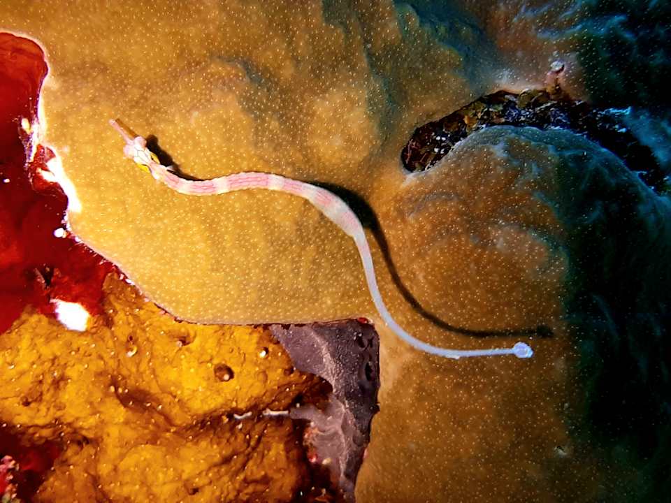 Strand Pickalbatros Oasis Hotel - Port Ghalib