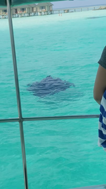 Strand Summer Island Maldives