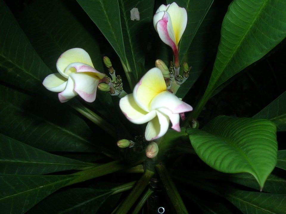 Seltene Plumeria Hotel Kathrin Beach