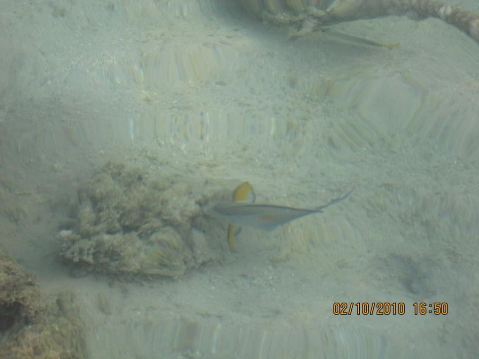 Rybka JAZ Belvedere Resort