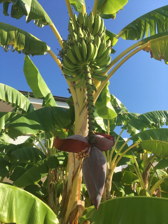 Gartenanlage TUI SUNEO La Conchiglia