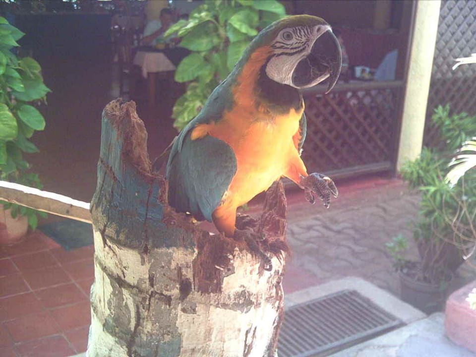 " Pokko " der Papagei im Miramar Village Hotel Miramar Village