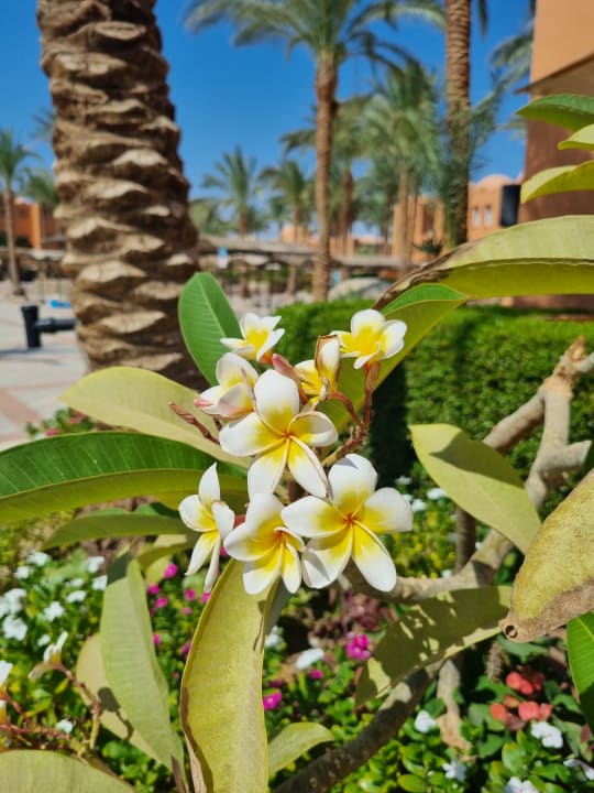 Gartenanlage Jaz Makadi Oasis Resort