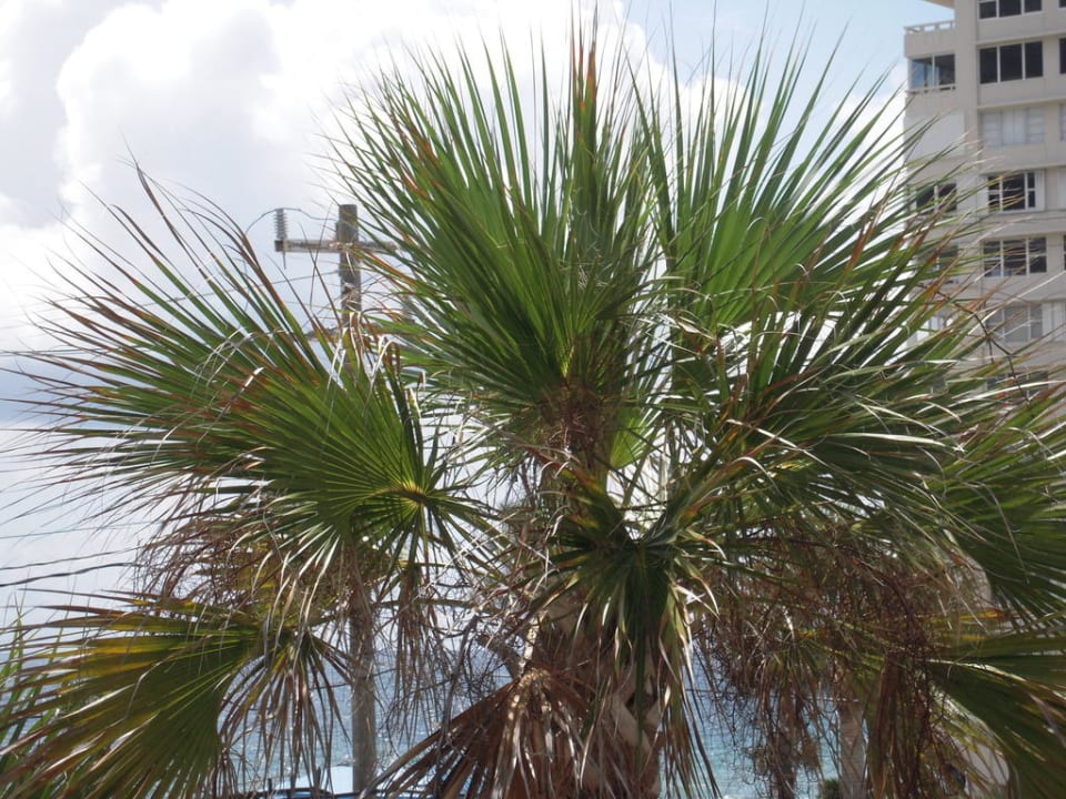 Blick vom Balkon Hotel Lauderdale by the Sea