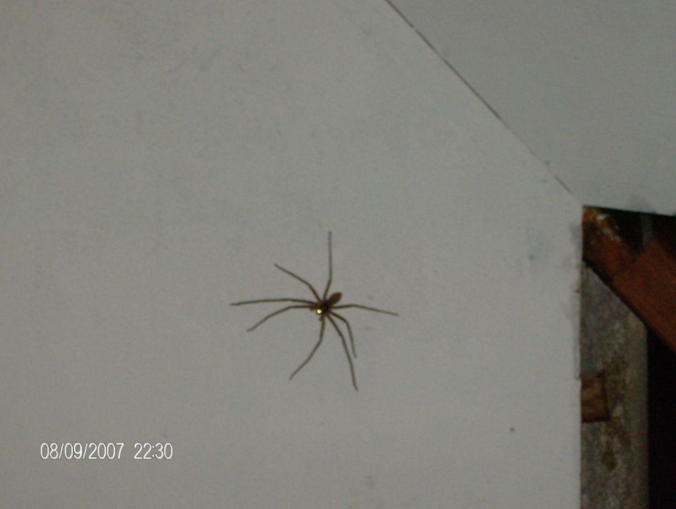 "kleines haustier " Summer Island Maldives