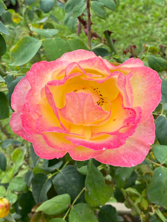 Gartenanlage Hotel Belsoggiorno