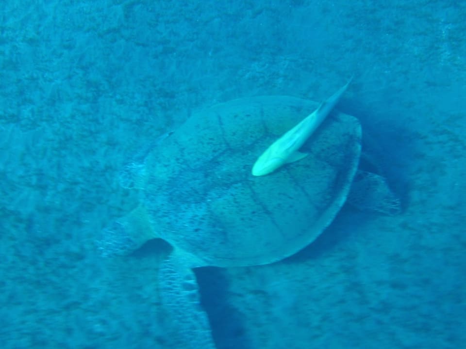 Strand Malikia Resort Abu Dabbab