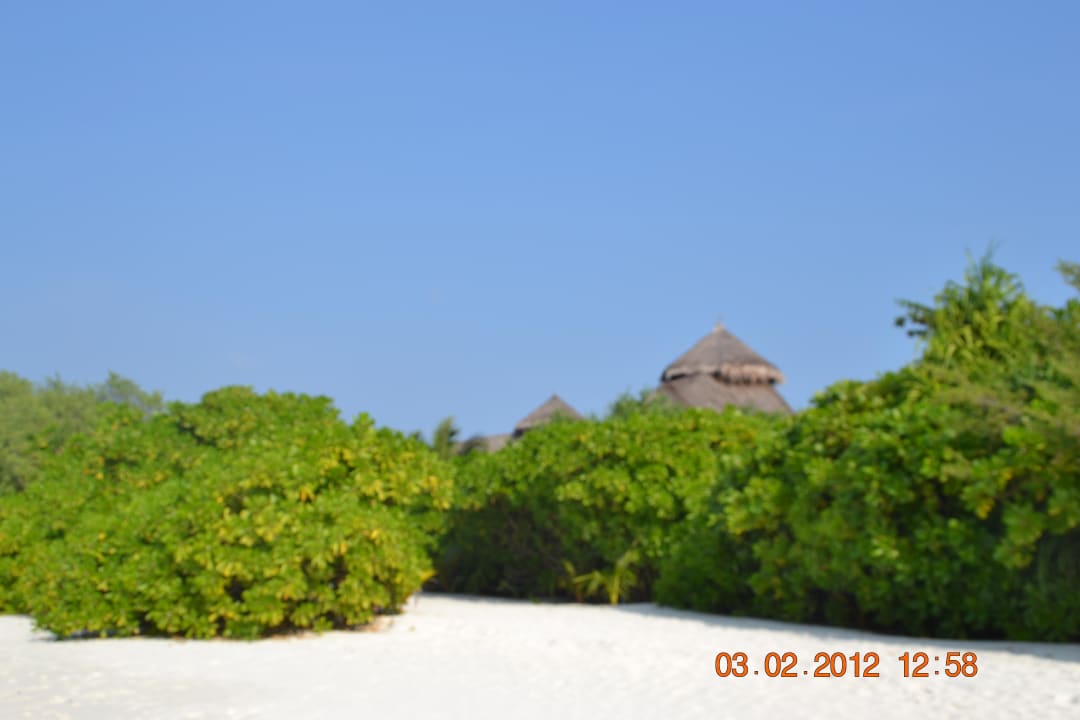 Roślinność Kuredu Kuredu Island Resort & Spa