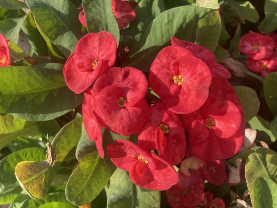 Gonstiges Pickalbatros Citadel Resort